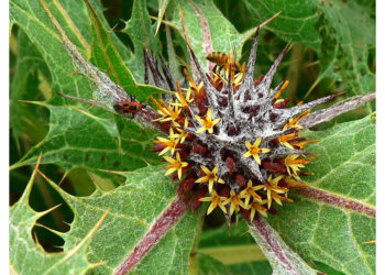 Uncovering the Roots of Israel’s Wild-Plant Legacy